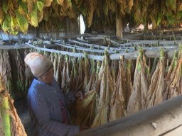 Tabacos de Holguín 05